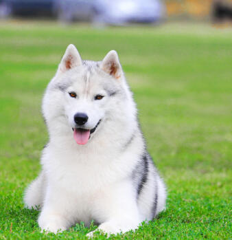 Jamie, Lifelong Tinkerer