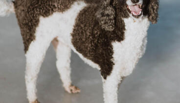 Jamie, Lifelong Tinkerer