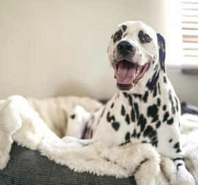 Jamie, Lifelong Tinkerer