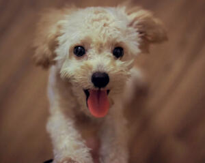 Maya, Senior Engineer