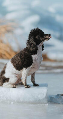 Coffee-powered reader
